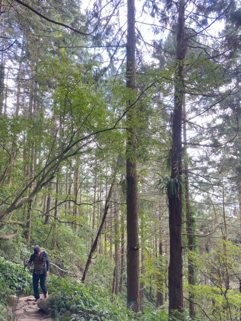 20251218溪頭鳳凰山台寅山上天文台至妖怪村買菜O繞_2965721