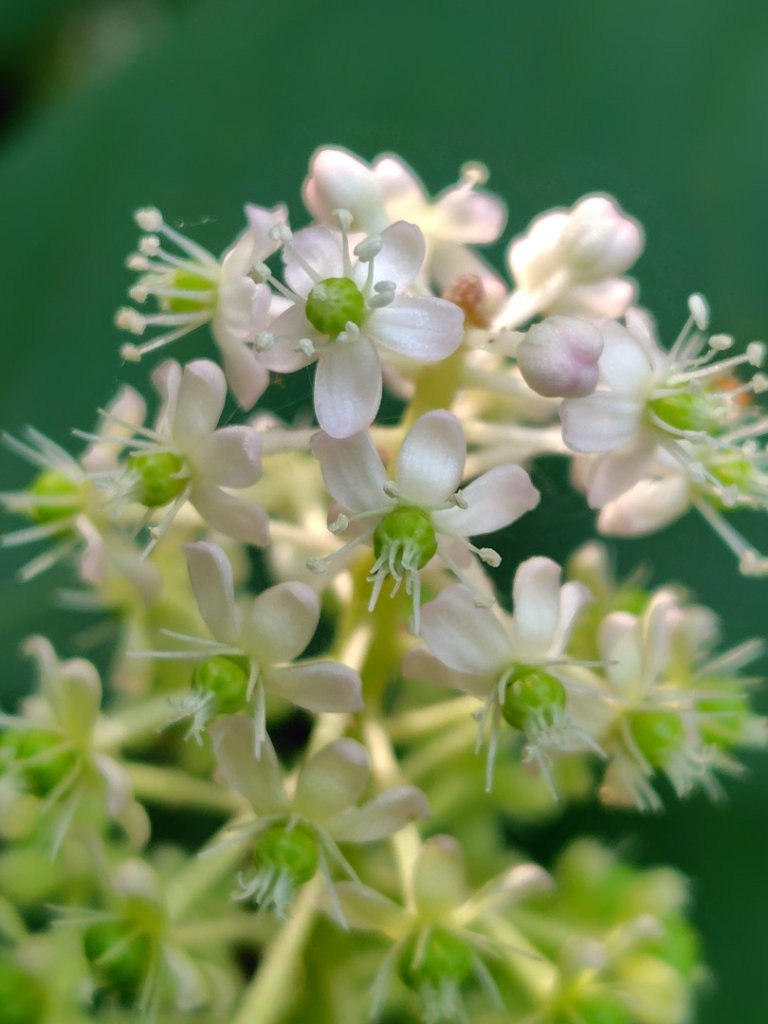 九芎頭步道-雲頂步道-二延平步道-二延平山-茶霧之道封面圖