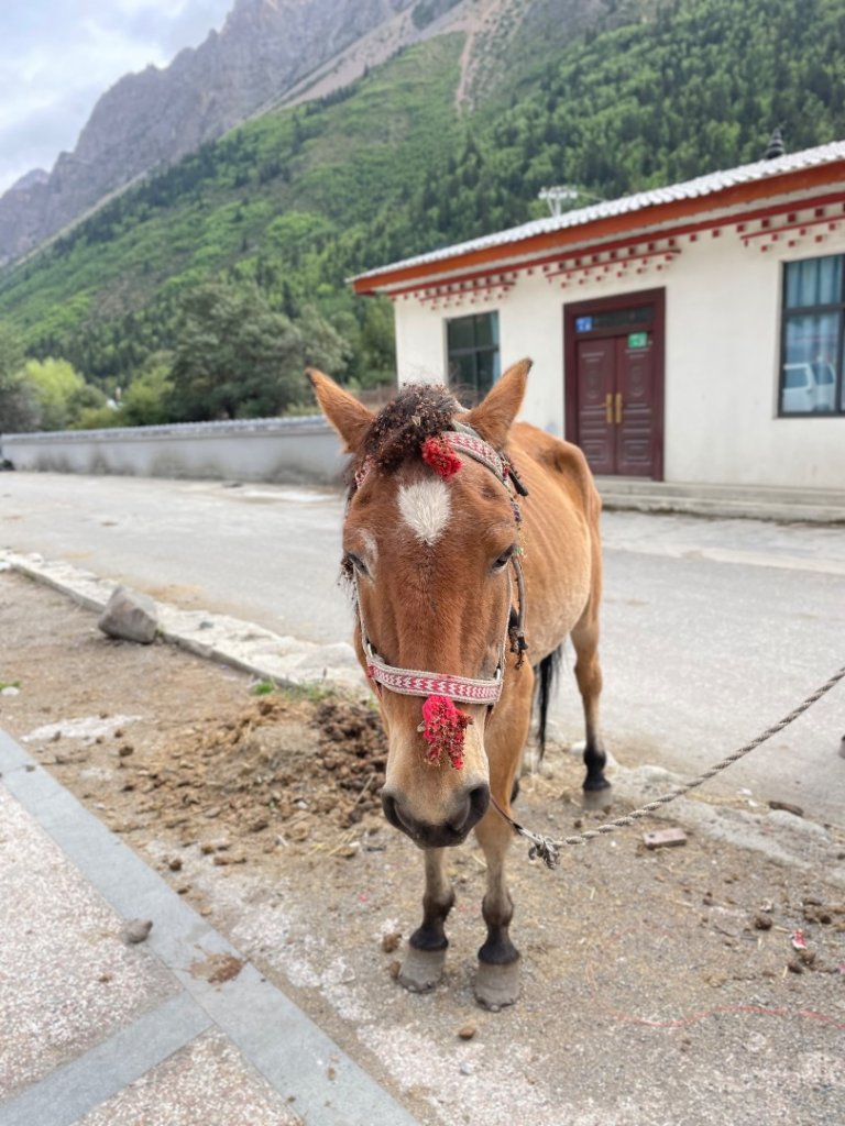 西藏♥️可愛動物🐎人物寫真/拉薩旅拍/美食_2902967