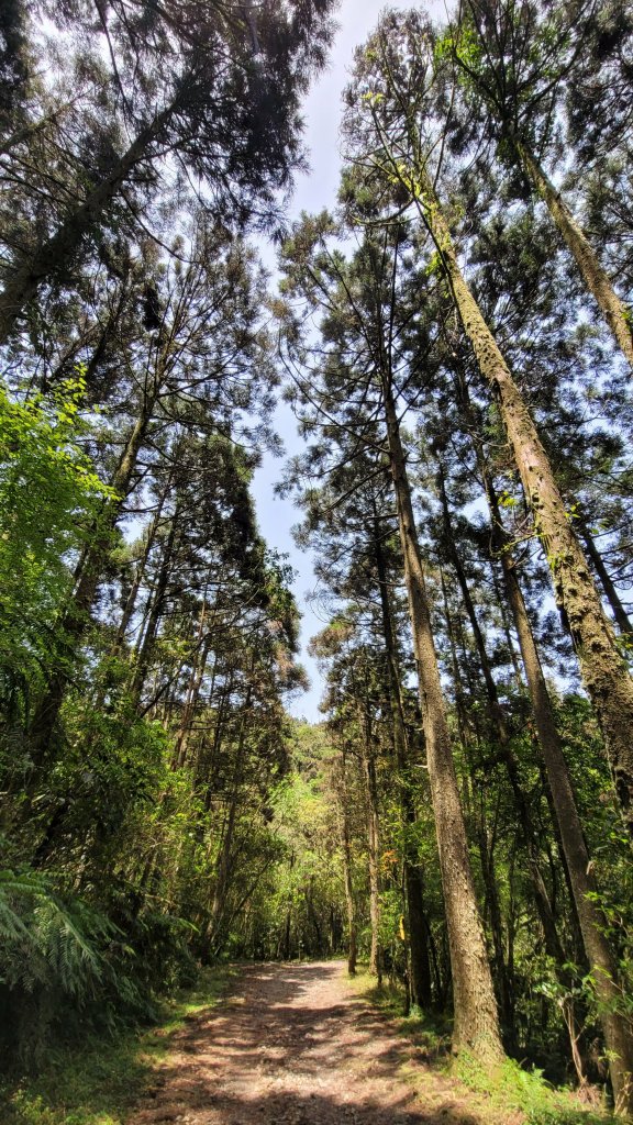 坪溪古道森林浴逍遙行_2115287