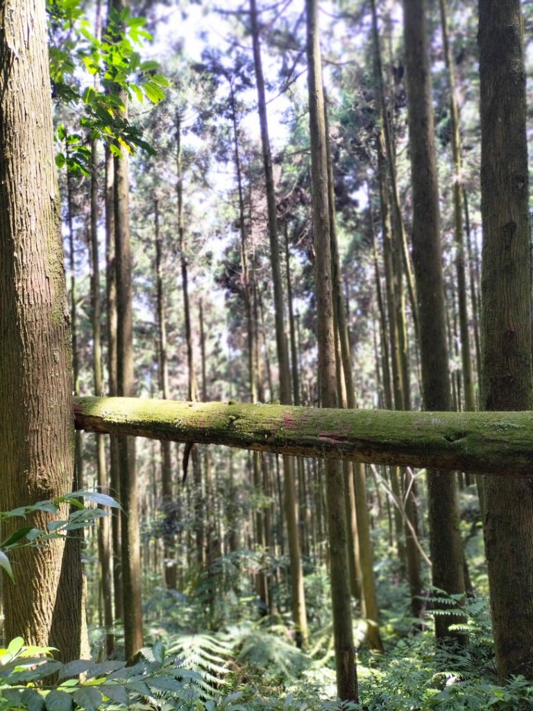 烏來桂山路…文化大學華岡實習林場…四崁水山…大桶山…桂山路_2499146