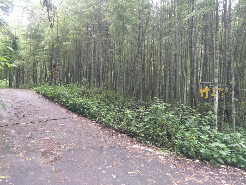 溪頭山步道_1452828