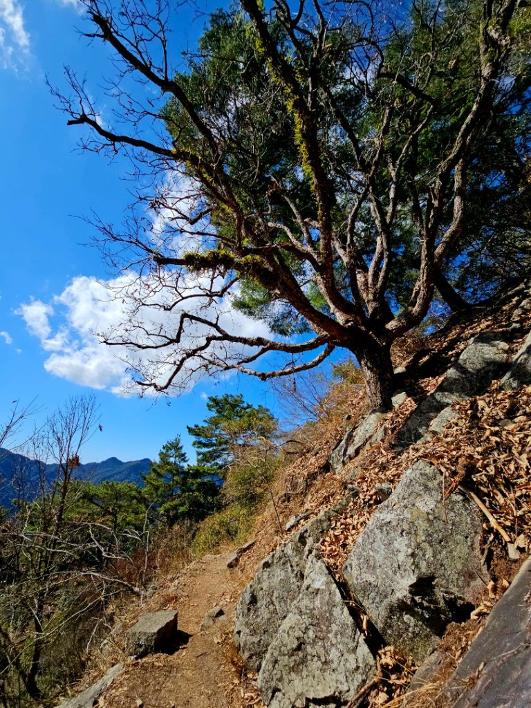 東卯山-谷關七雄(老五)_2991591