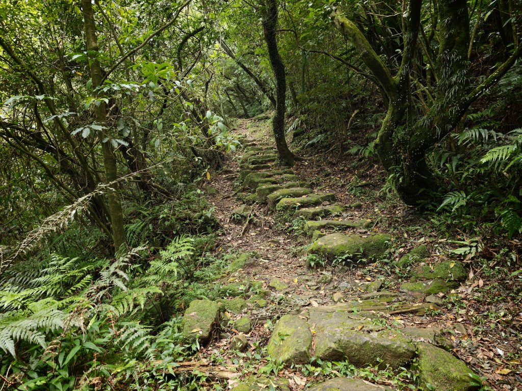 [淡蘭古道] 2026_0531 北路第一段_燦光寮古道(中)-陡坡封面圖