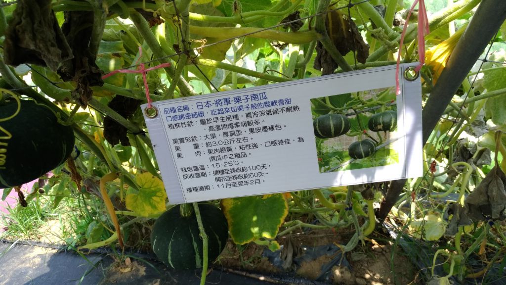 燈籠般的南瓜園!_342076