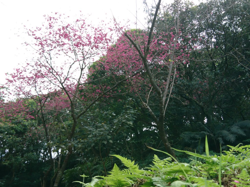 泰安瀑布-姜子寮山步道_821770