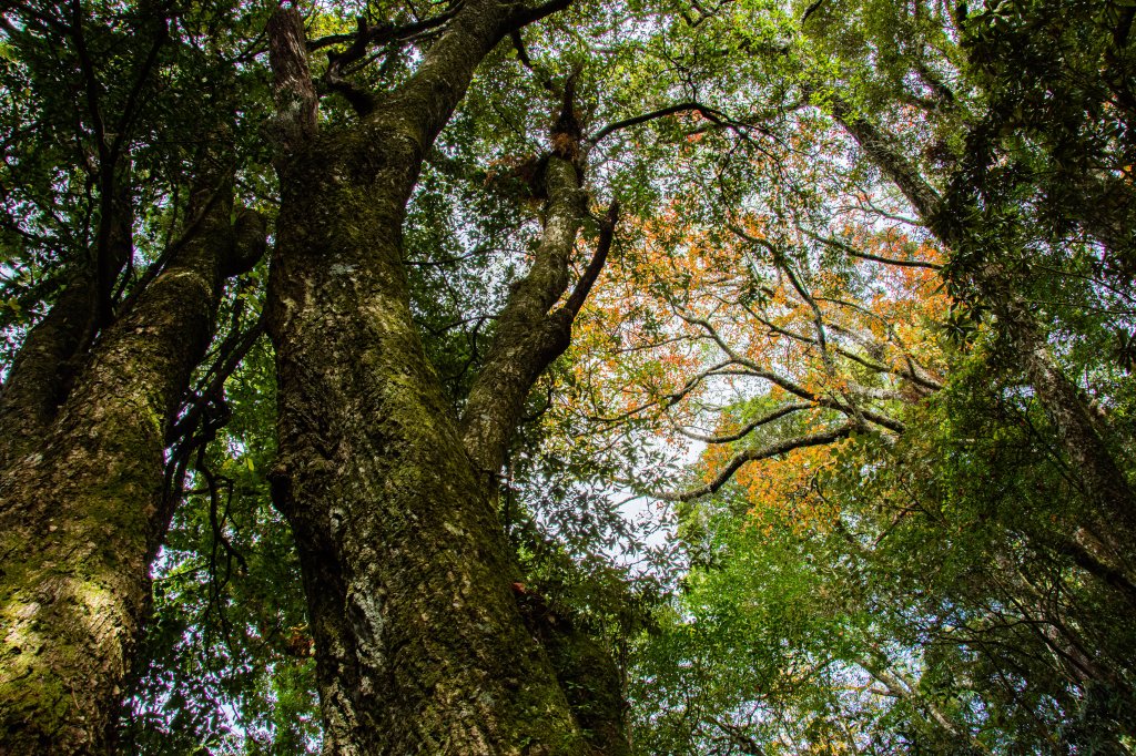 稍來山楓葉林_2960883