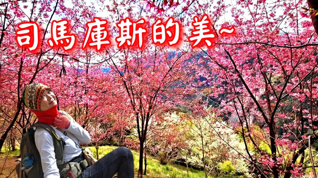 司馬庫斯巨木步道Yaya,櫻花園賞櫻封面圖