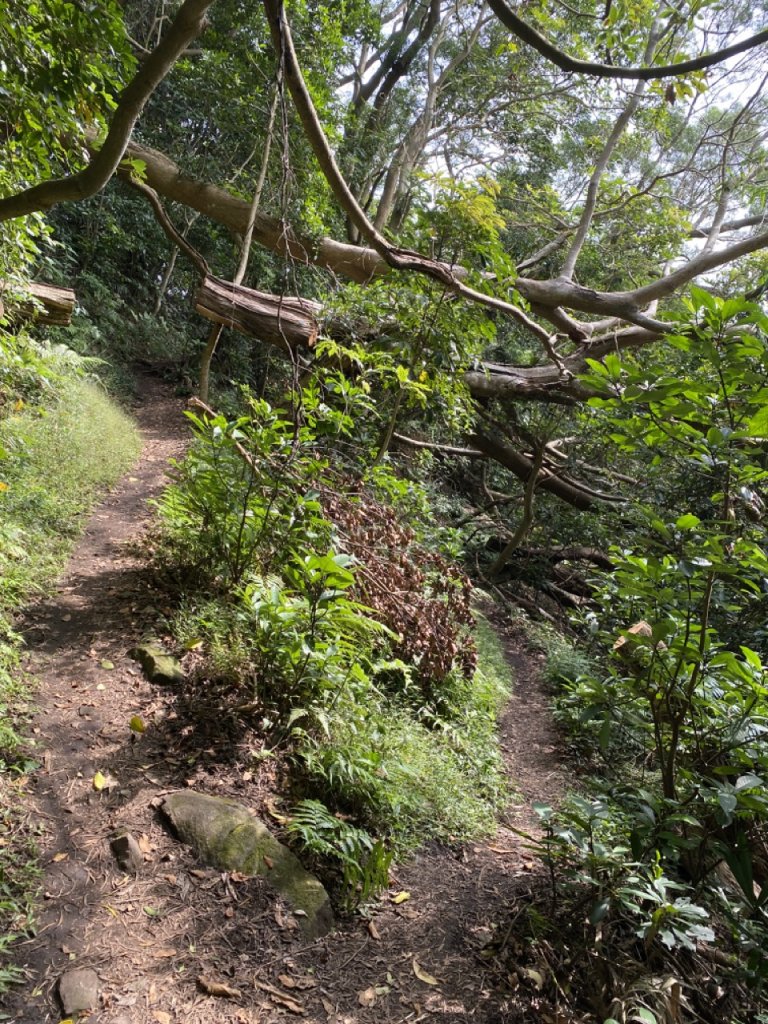 2023/10/24 尖山步道 北橫古道 硬漢嶺_2368751