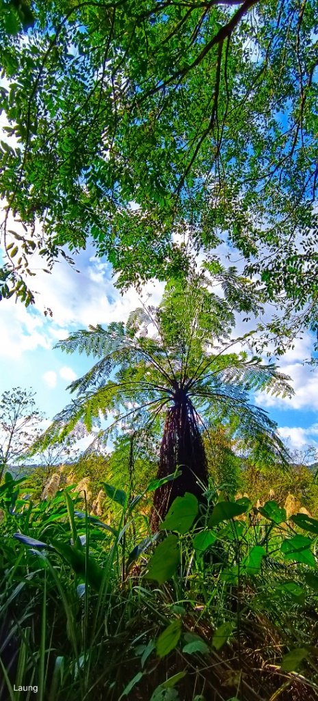 111.12.24 五指山古道-友蚋山-新山-夢湖-登山口_1967732