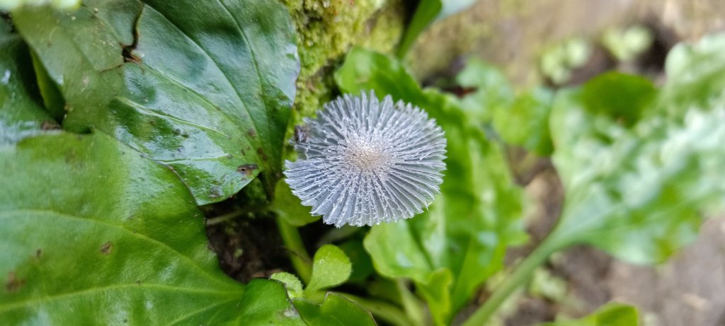 20240224_馬那邦山、細道邦山步道_2436103