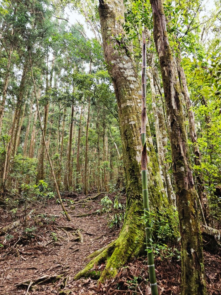金柑樹山、忘憂森林步道-(南投)臺灣百大必訪步道_2789383