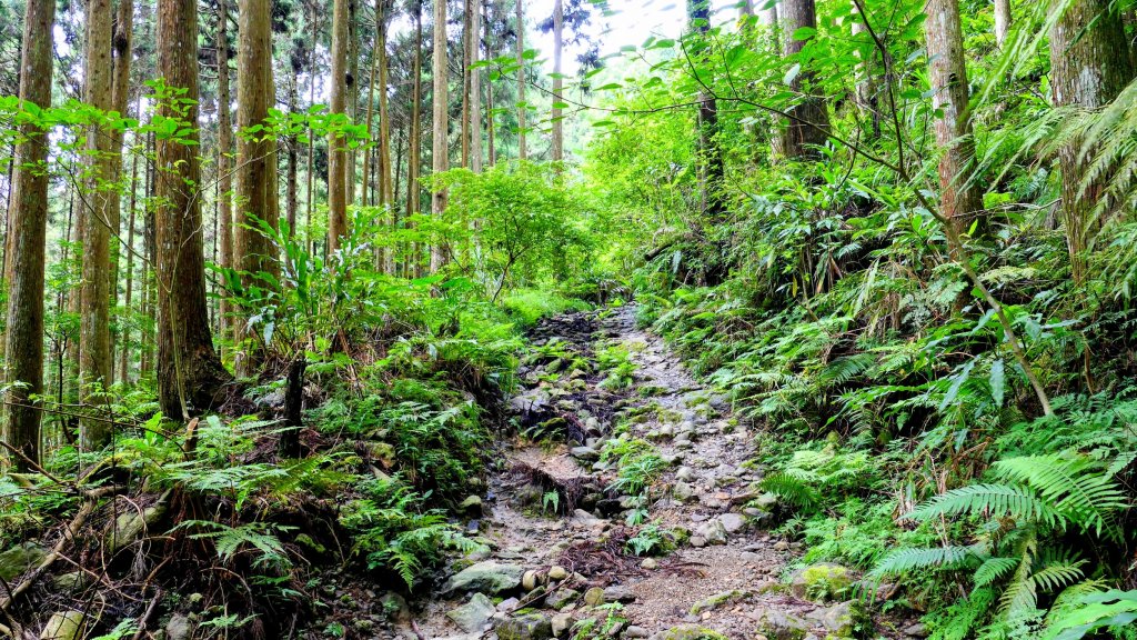 魔幻森林_2882092