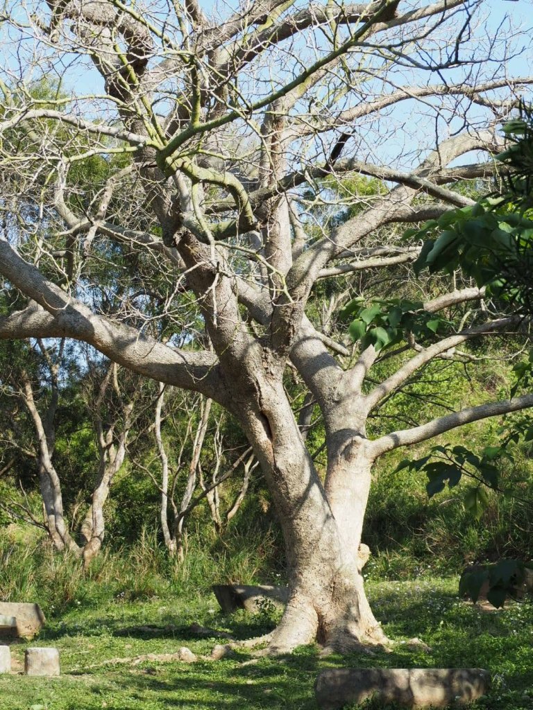 《台中》龍井竹坑南寮登山步道O型_915487