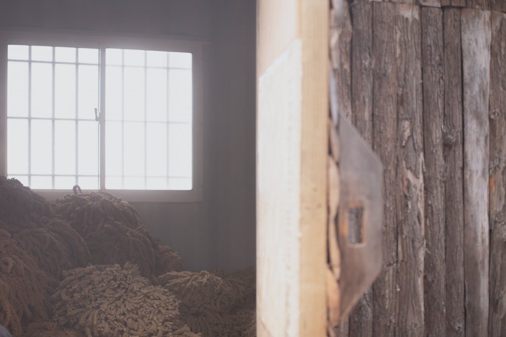 20200310-司馬庫斯神木群步道_914349