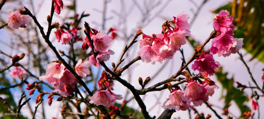 #花卉試驗中心 #永公路500巷 #平菁街42巷 #原住民公園 #士林官邸 1/4_2980365