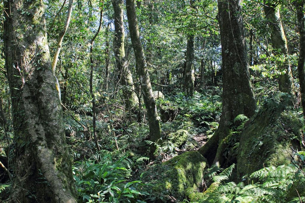 拔刀爾山...美鹿山南峰原路來回_185358