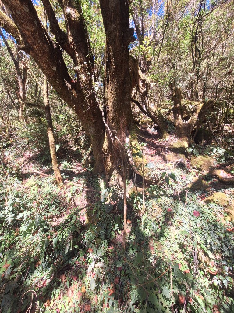 石山引水道20251211_2959535