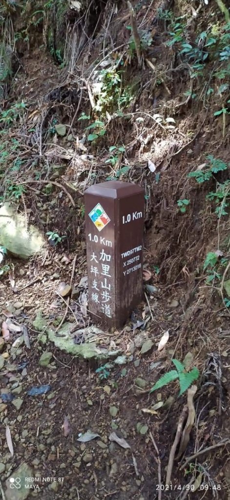 加里山 - 柳杉林留連忘返、攀岩走壁唉唉叫_1368882