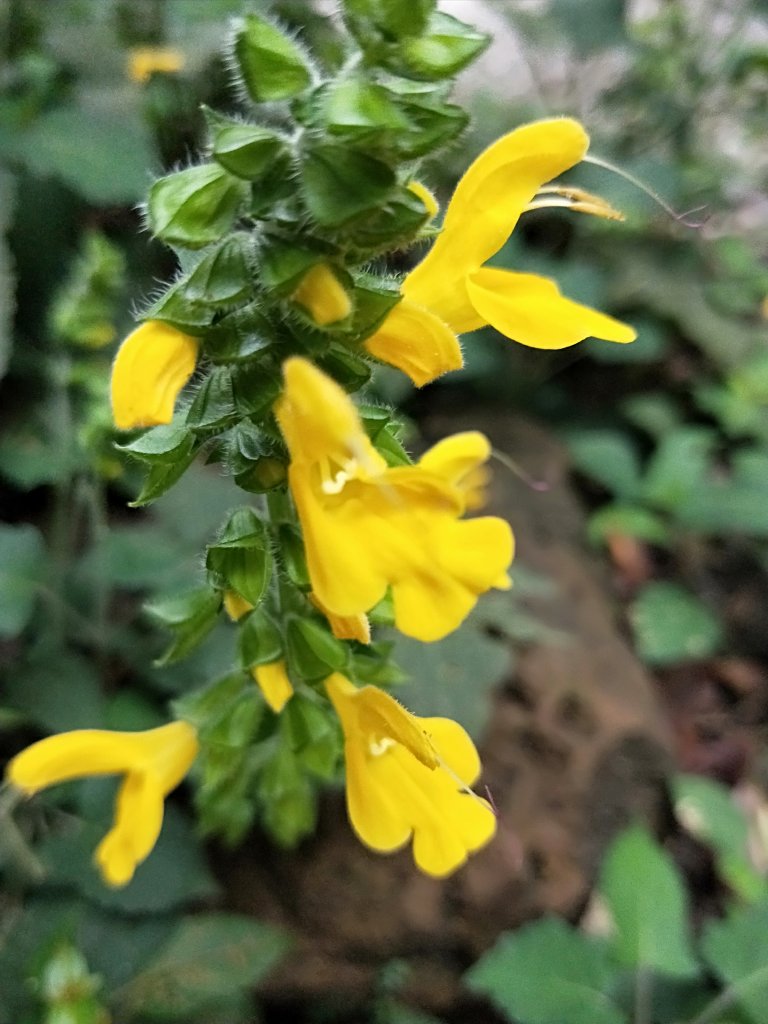 202009 菜公坑山，二子坪步道逛逛_1103235