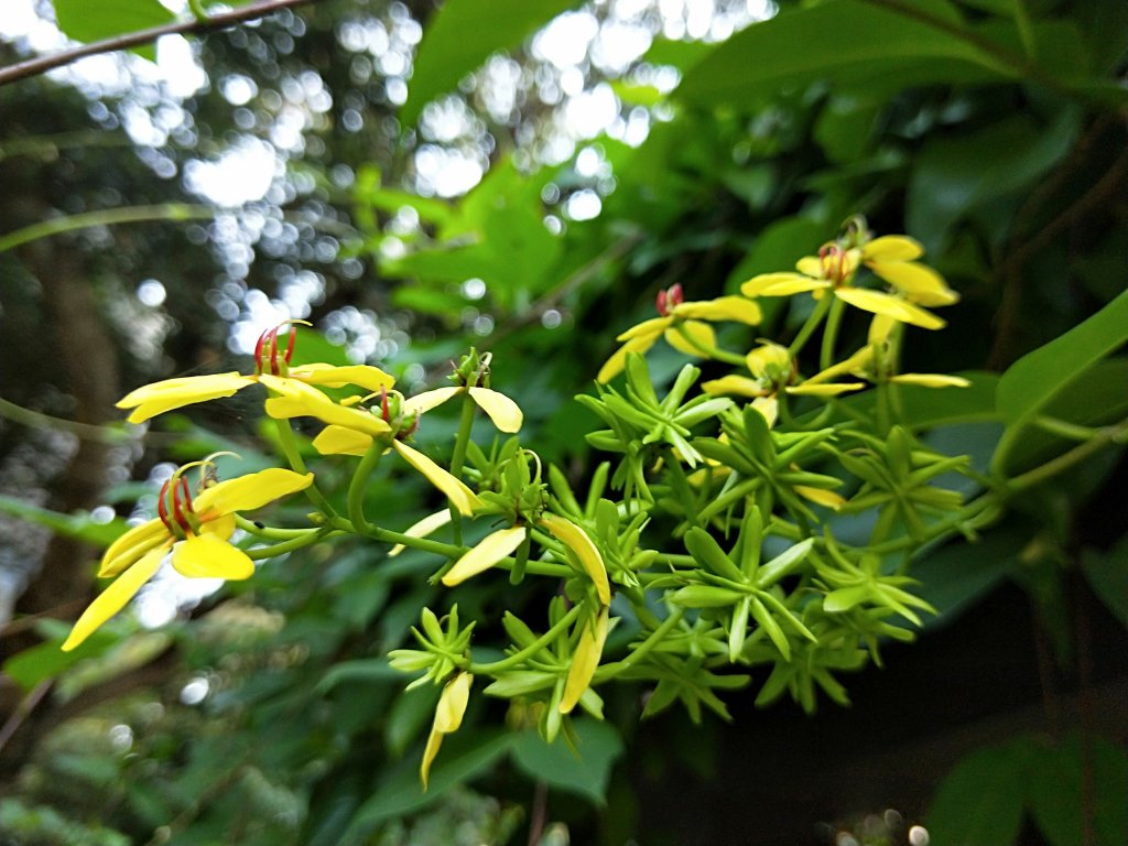202009 菜公坑山，二子坪步道逛逛_1103242