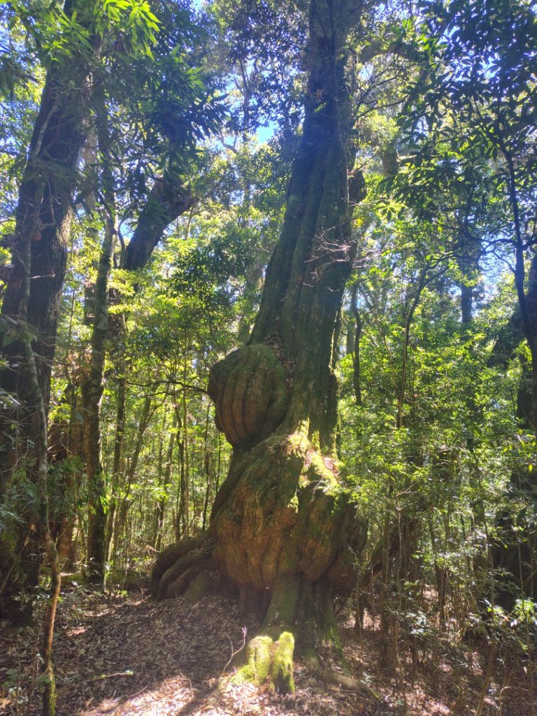 守關山南峰 守關山 守城大山_2919148