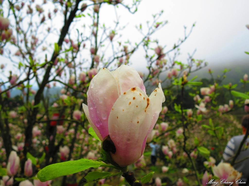 20150307~楓樹湖木蓮花~天元宮還沒開的櫻花_15155