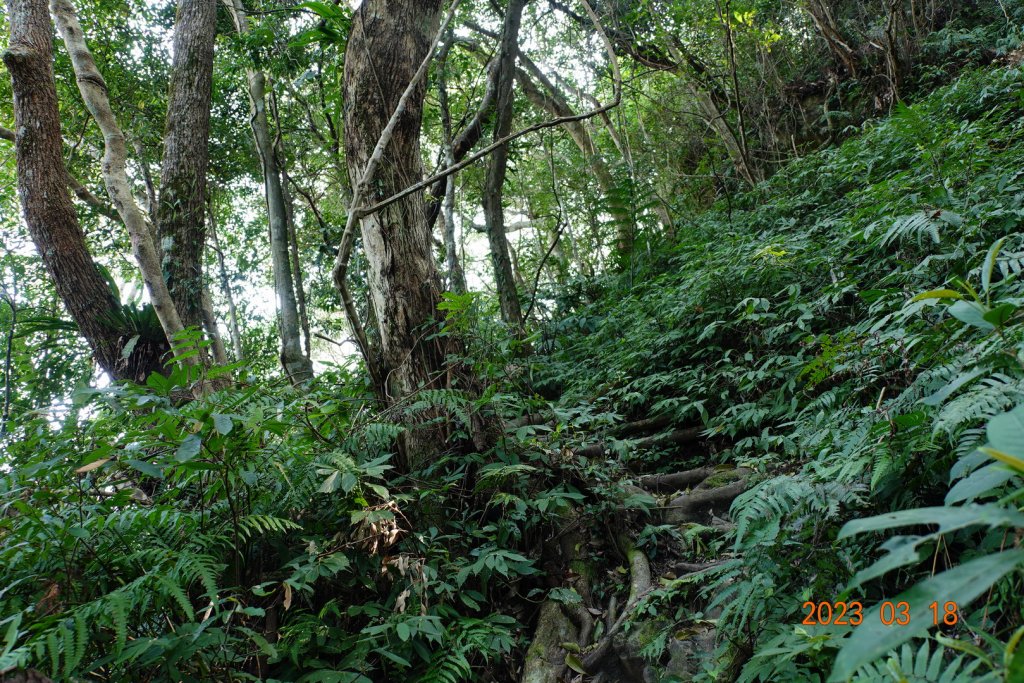 新竹 關西 馬武督山、蓮包山_2076588