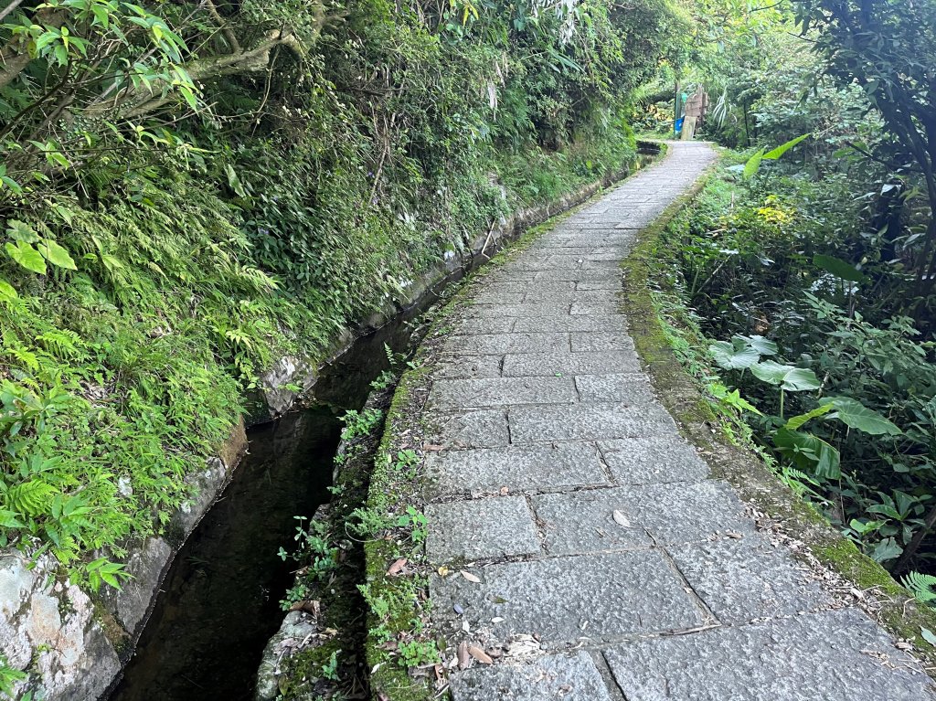 [走遍陽明山]2023_0910_坪頂古圳步道_2279379