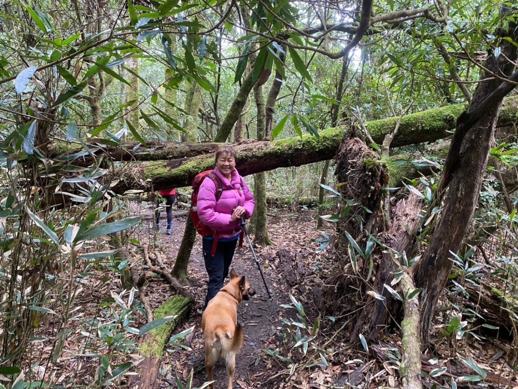 鵝公髻山（小百岳）鵝公髻山東北峰_2449842