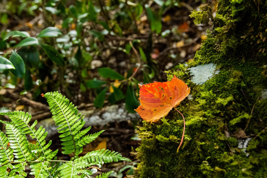 稍來山楓葉林_2960874