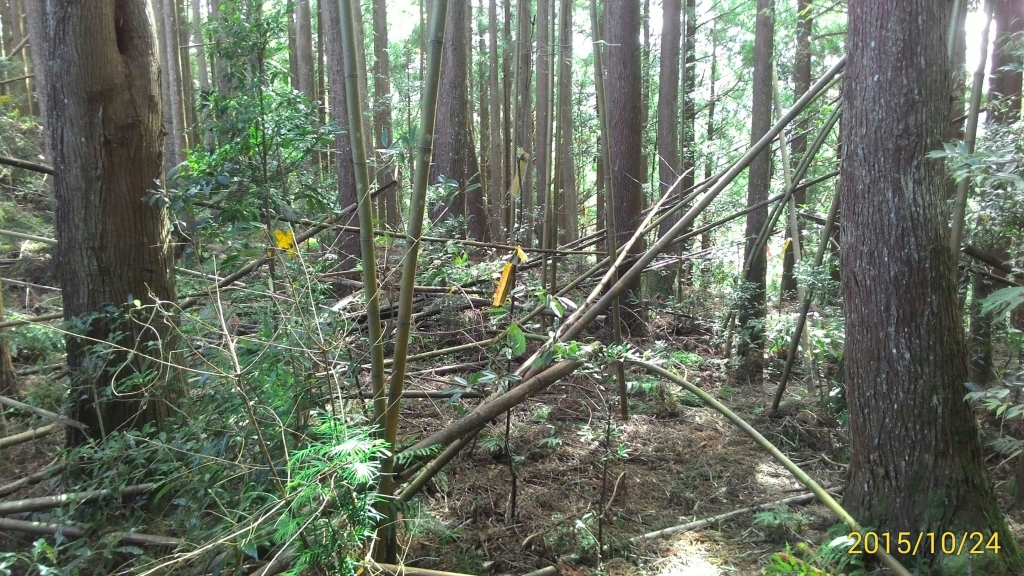 20151024新竹五峰鄉油羅山_27438