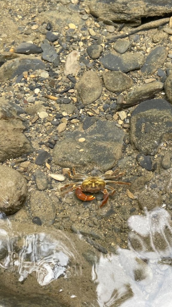 烏來阿玉溪山/西坑林道/探勘派出護管所彈藥庫遺址至獅坑橋_2576295
