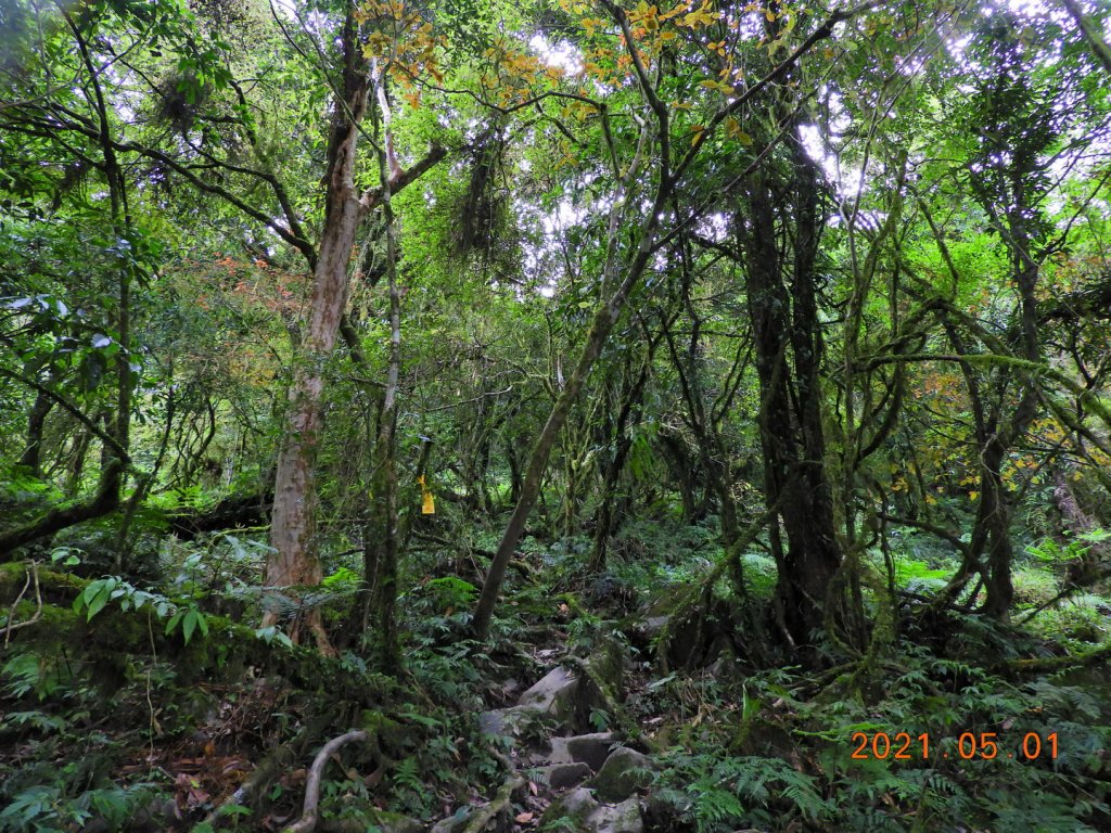 花蓮 秀林 千里眼山_1368453