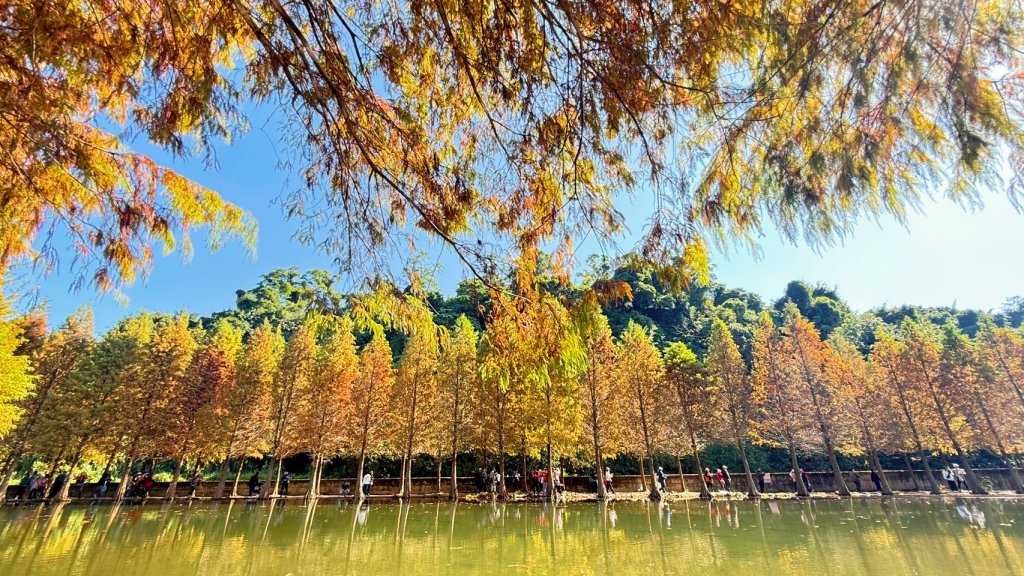 桃園大溪-花彩節🌼李騰芳古厝-月眉落雨松_2981333