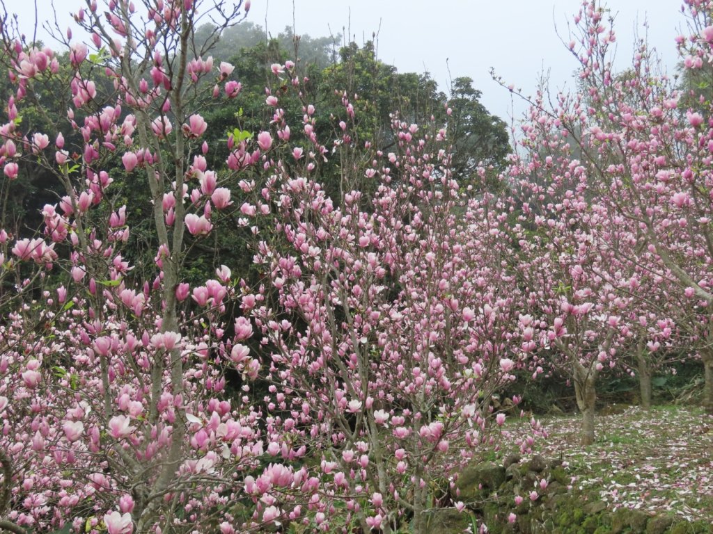 ［楓樹湖］［仙境中的木蓮花］（2024/2/17）_2433681