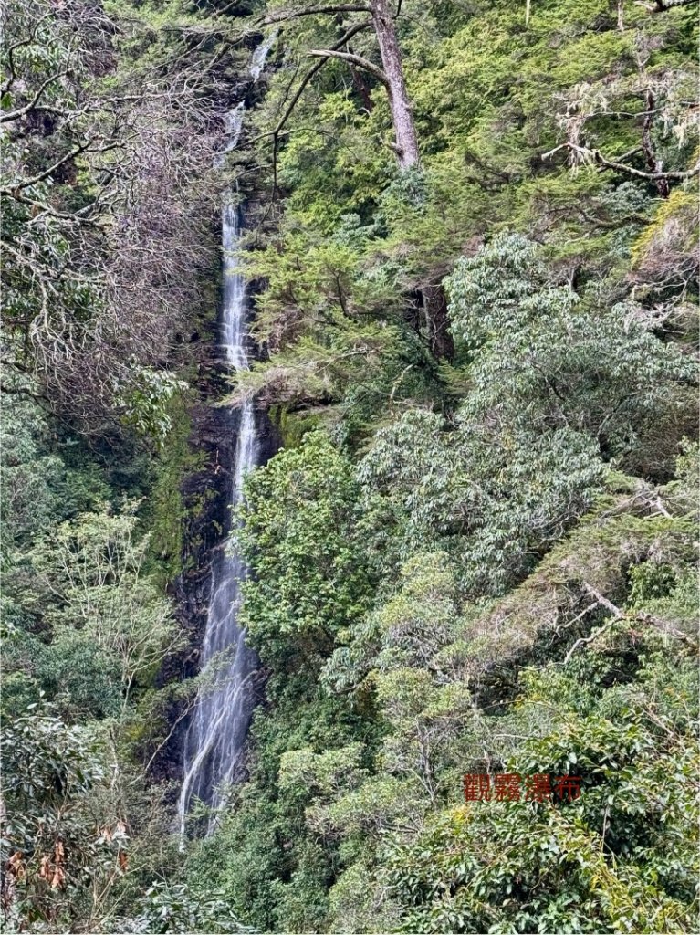 觀霧瀑布 賞鳥步道_2926515