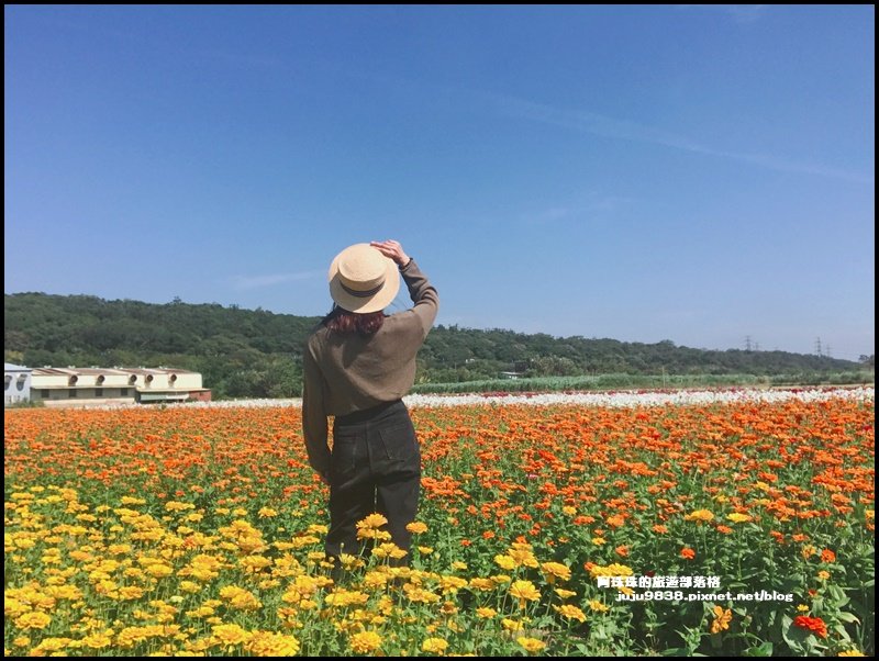 2020桃園花彩節楊梅場封面圖