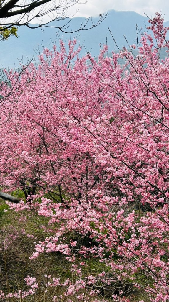 復興赫威神木_2748182