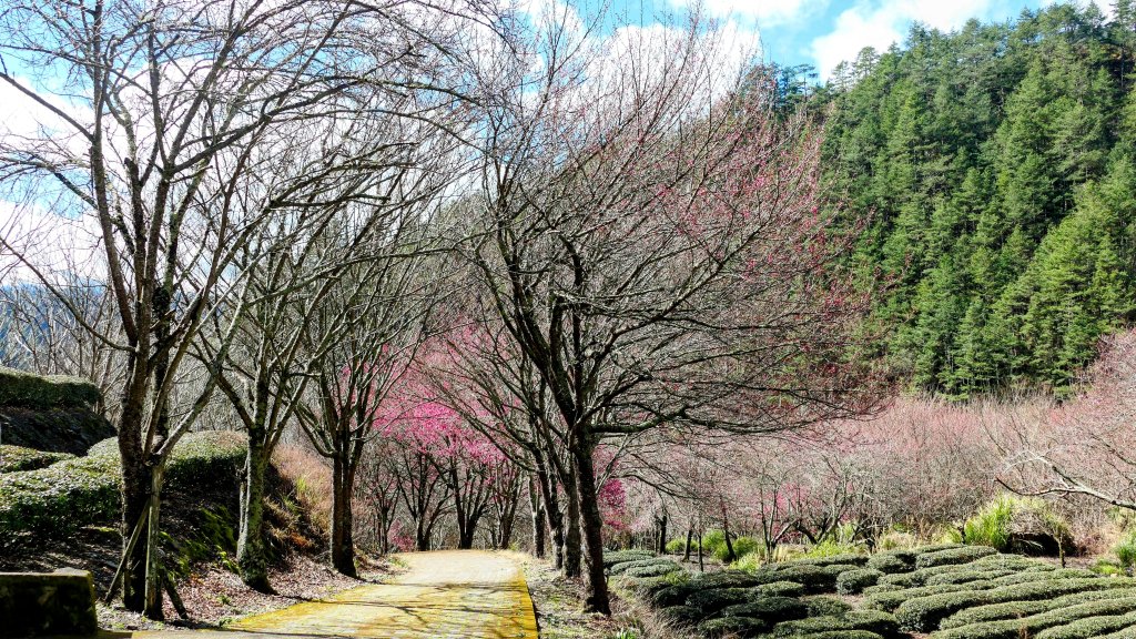《踏莎行・武陵山櫻》_2712485