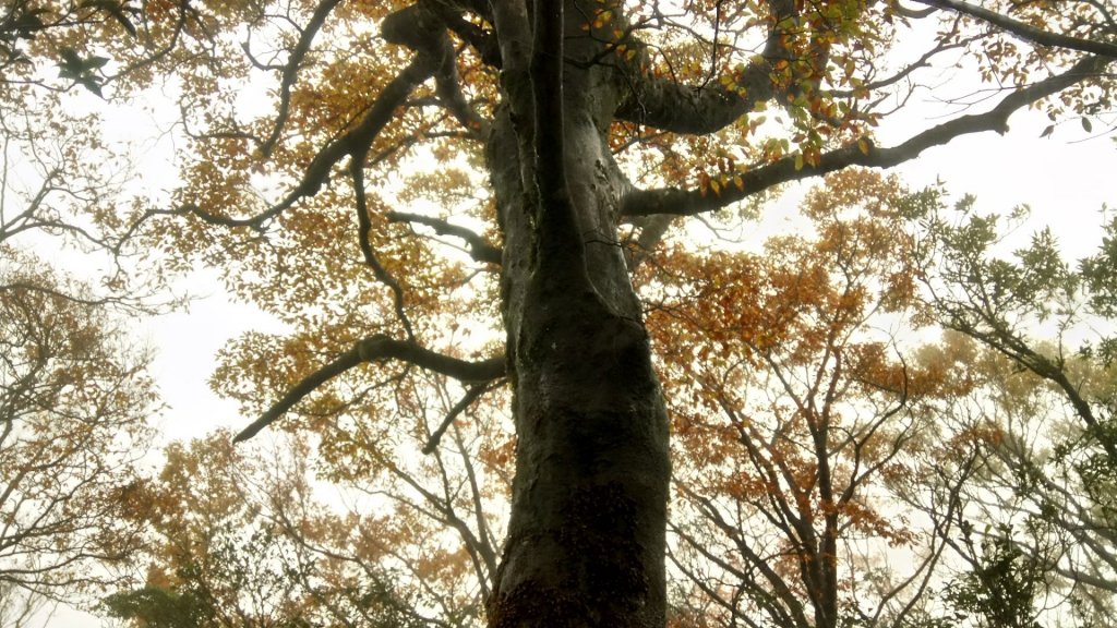 卡保山，逐鹿山O型走_455796