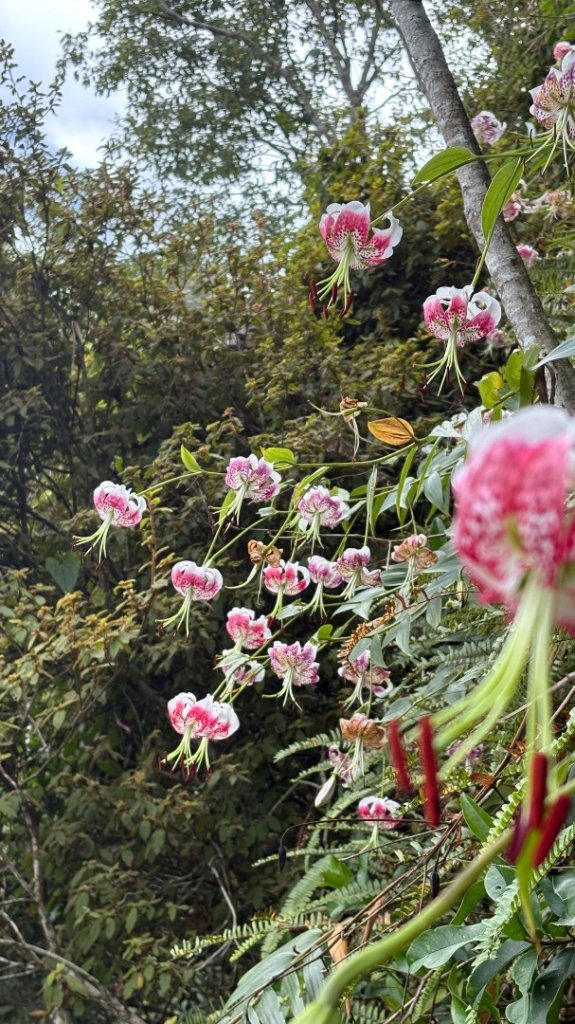 岩壁上的花、艷紅鹿子百合（2_2869855