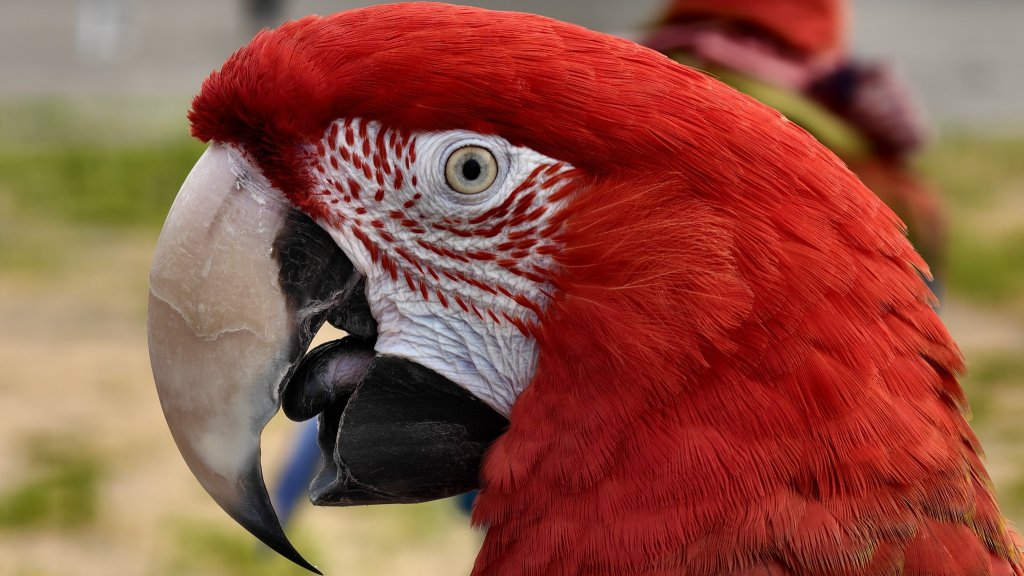 【台灣健行】Spring Island 2025 春島沙灘音樂祭、旗后山封面圖