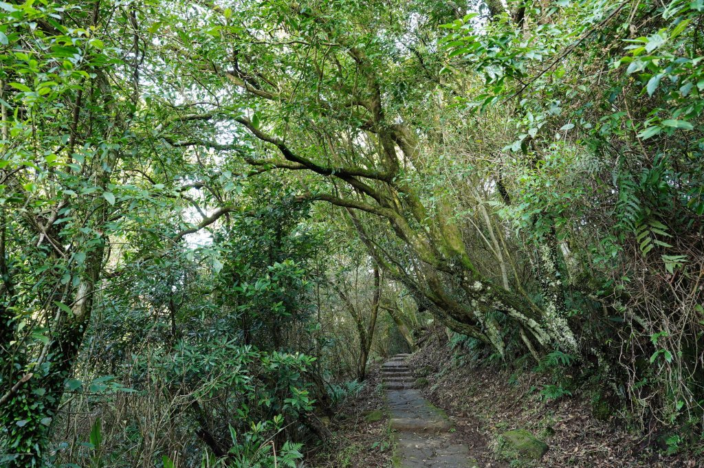 臺北 士林 香對山、頂山、杏林山、北五指山、高頂山、北頂山、馬蕃山、頂山溪山、五指山_2703238