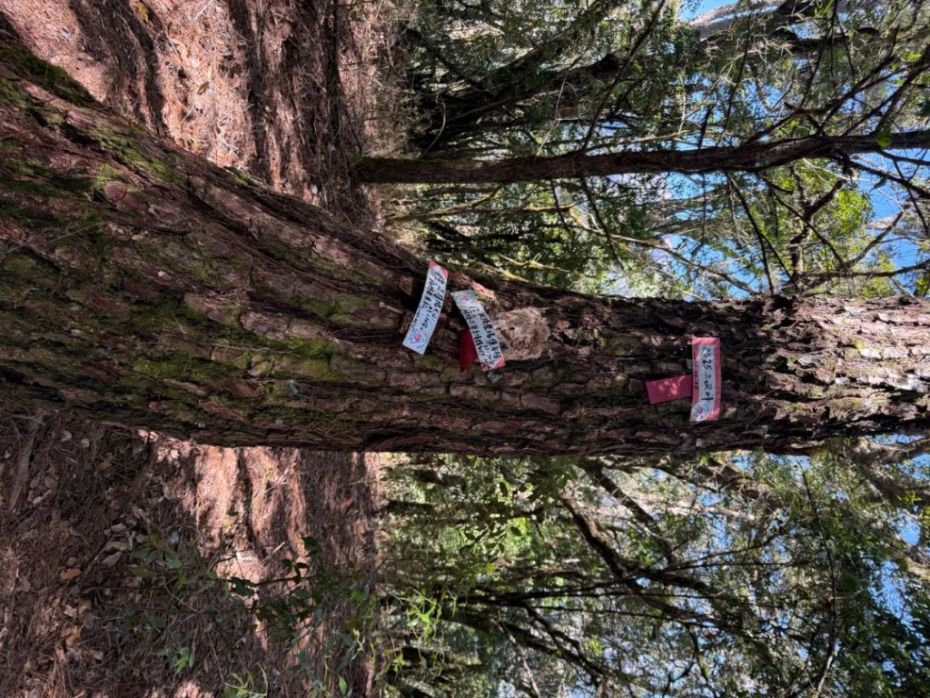 馬武霸O型_2745320