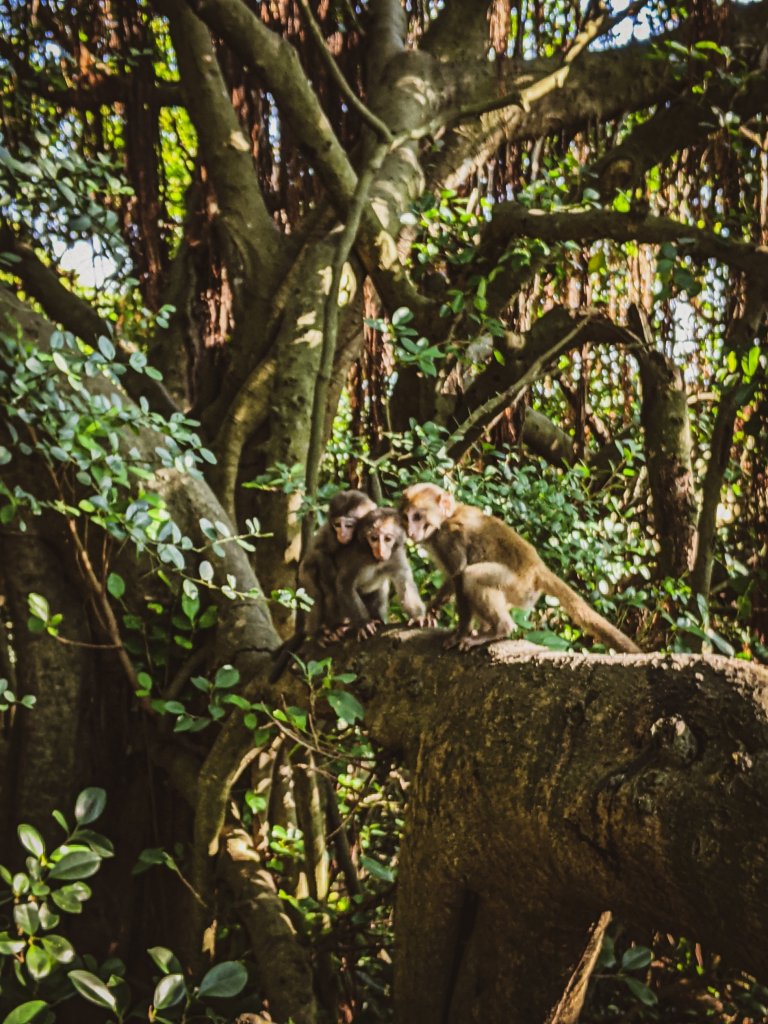 【高雄市後花園】南北壽山(柴山)O行 - 木を探しています_1483620