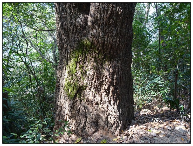唐麻丹山/裡冷步道_868369