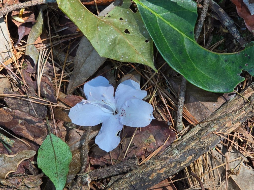 谷關松鶴橋對面的德芙蘭生態步道順登東卯山西南峰_2748312