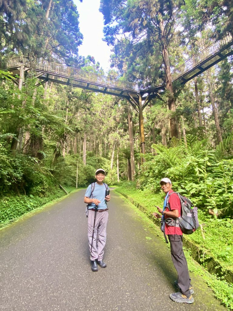 溪頭散步悠遊    2024.5.20_2517690