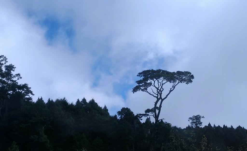 太平山山毛櫸封面圖